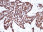  Cyclin B1 (G2- & M-phase Cyclin) Antibody - With BSA and Azide